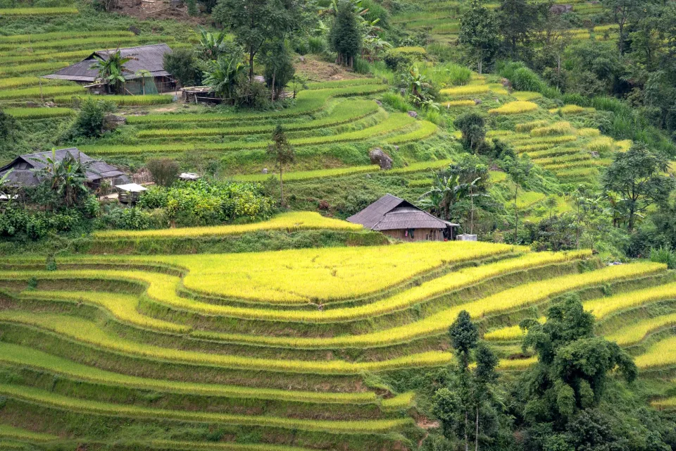 Xe giao gạo